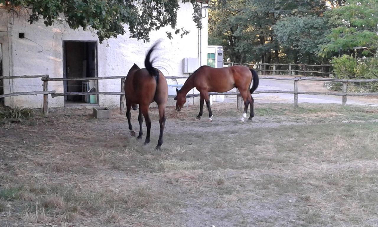 Ferme Equestre Des Abrons Villa Pailloles Eksteriør bilde